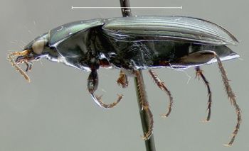 Media type: image;   Entomology 600330 Aspect: habitus lateral view